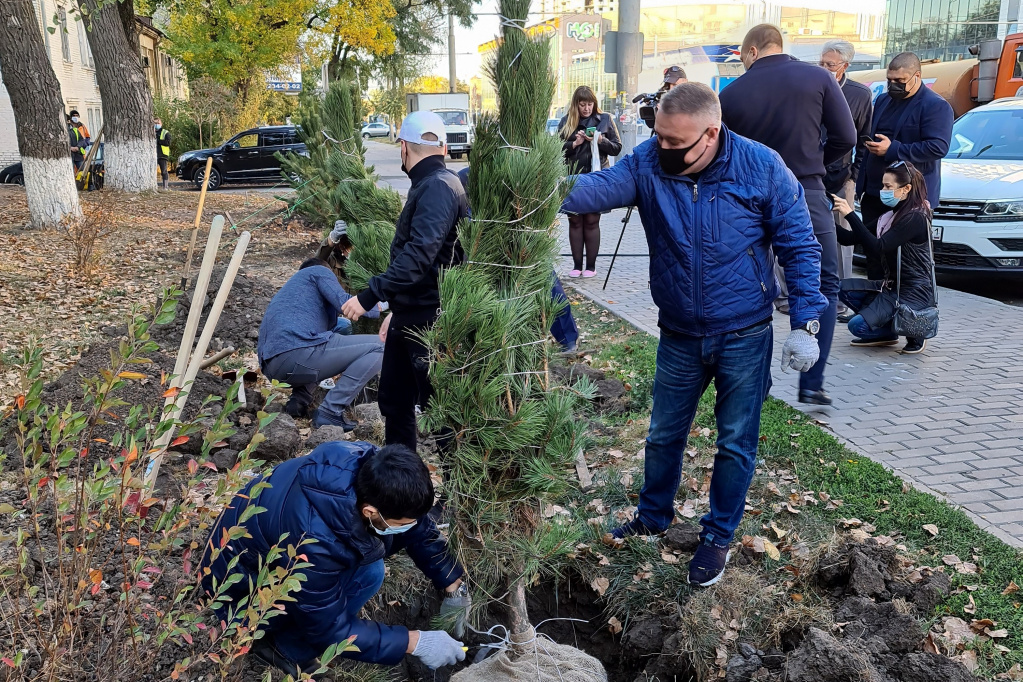 Хвойные деревья будут высаживать вдоль главных магистралей в ЗЖМ Ростова