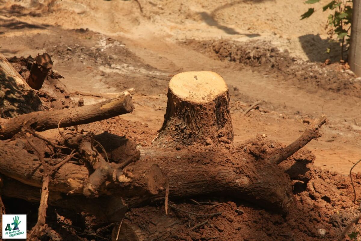 Нижегородцы возмущены вырубкой 55 деревьев ради теплотрассы на Медицинской