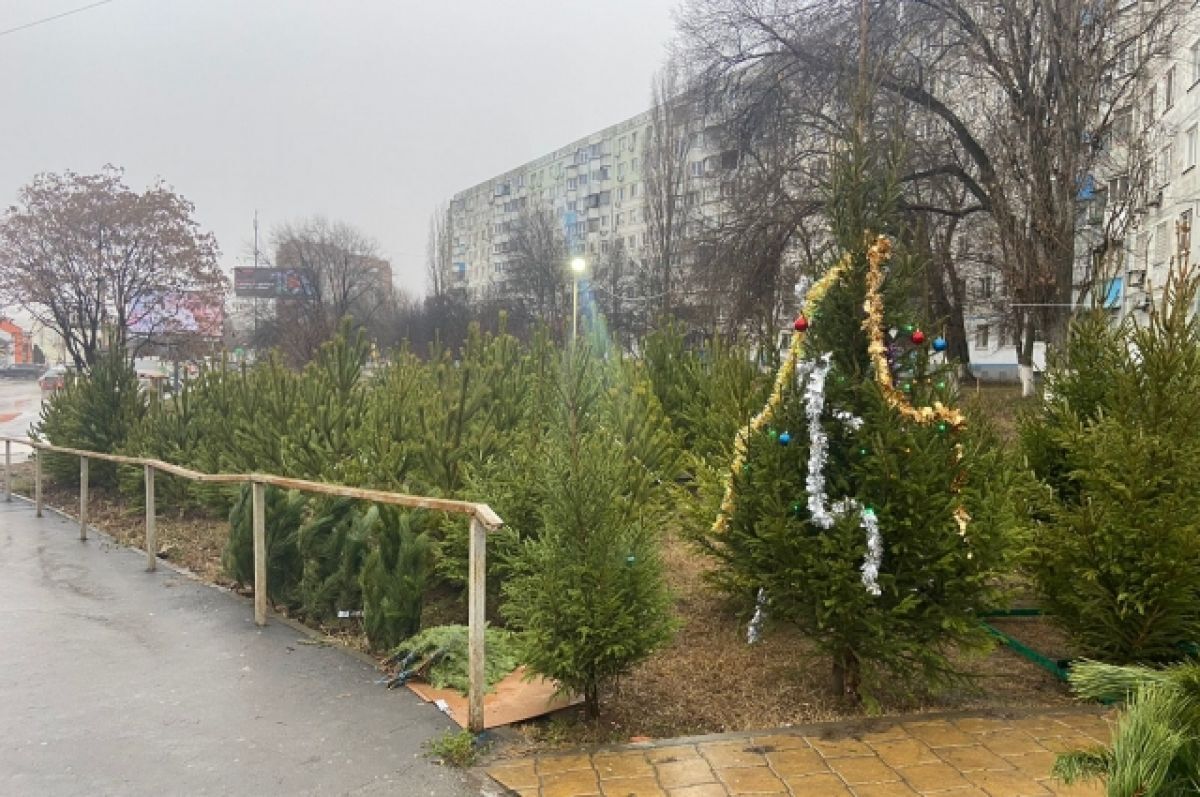 В Таганроге начнут работать 22 елочных базара - фото 1
